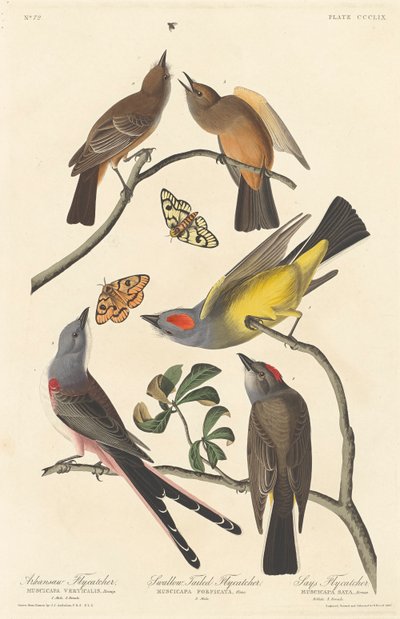 Arkansaw Flycatcher, Swallow-tailed Flycatcher and Say